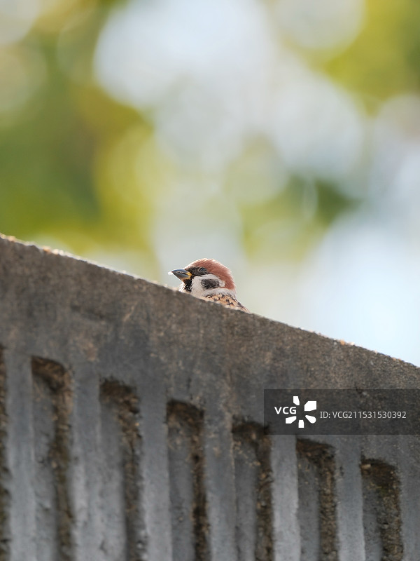 捉迷藏的小麻雀图片素材