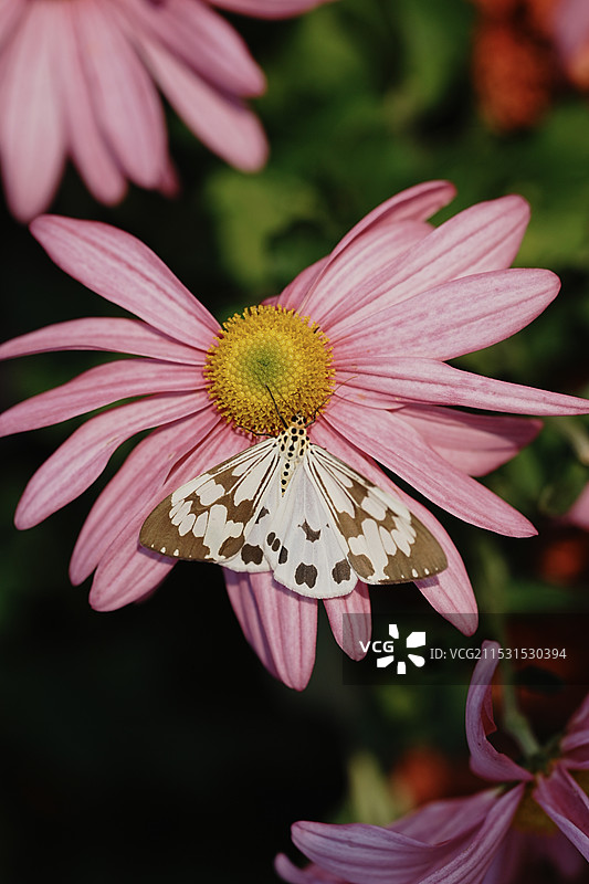 金秋菊花展图片素材