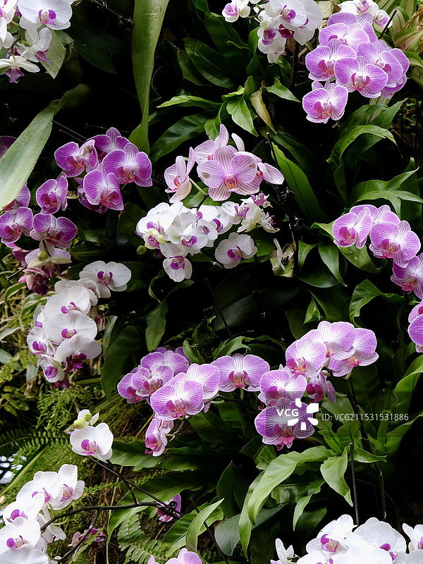 太原植物园图片素材