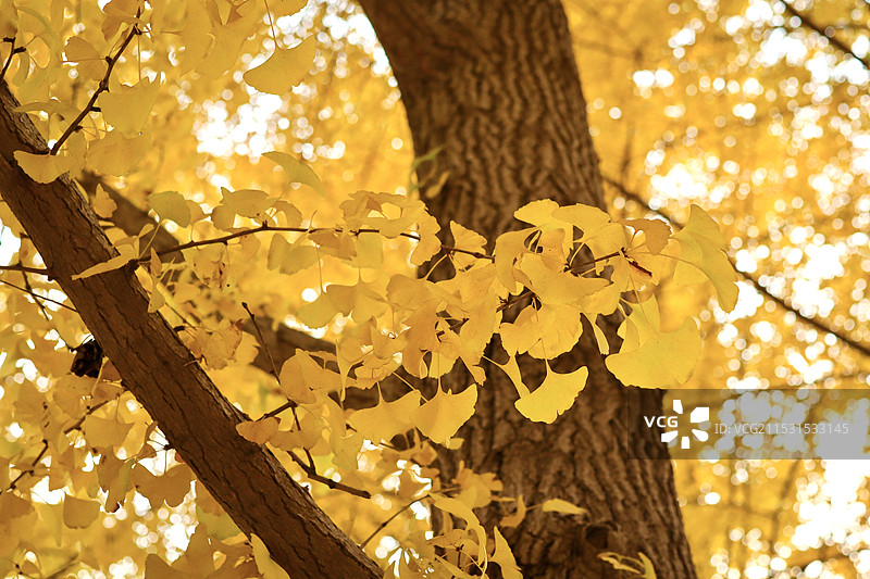 钓鱼台银杏大道图片素材
