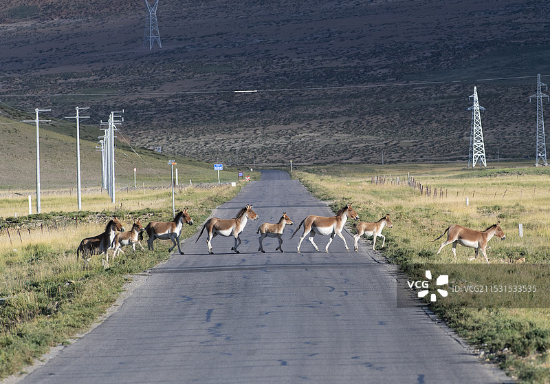 国道219上的偶遇-藏野驴图片素材