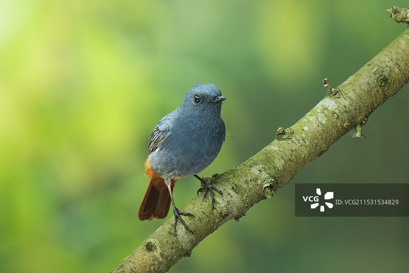 红尾水鸲图片素材