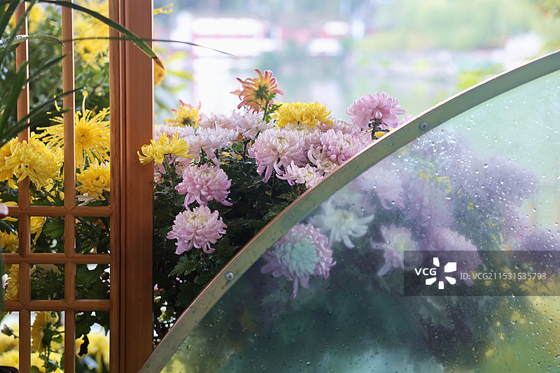 盛开的菊花--福州西湖金秋菊花展图片素材