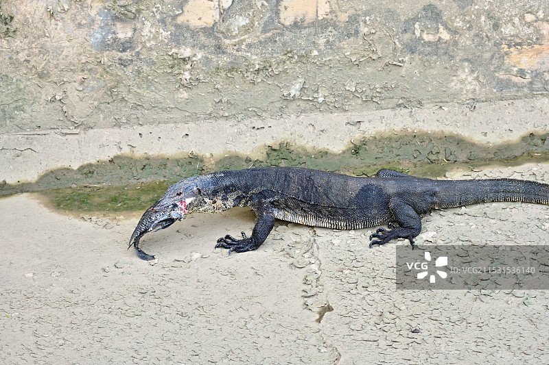 獭口夺食的圆鼻巨蜥图片素材
