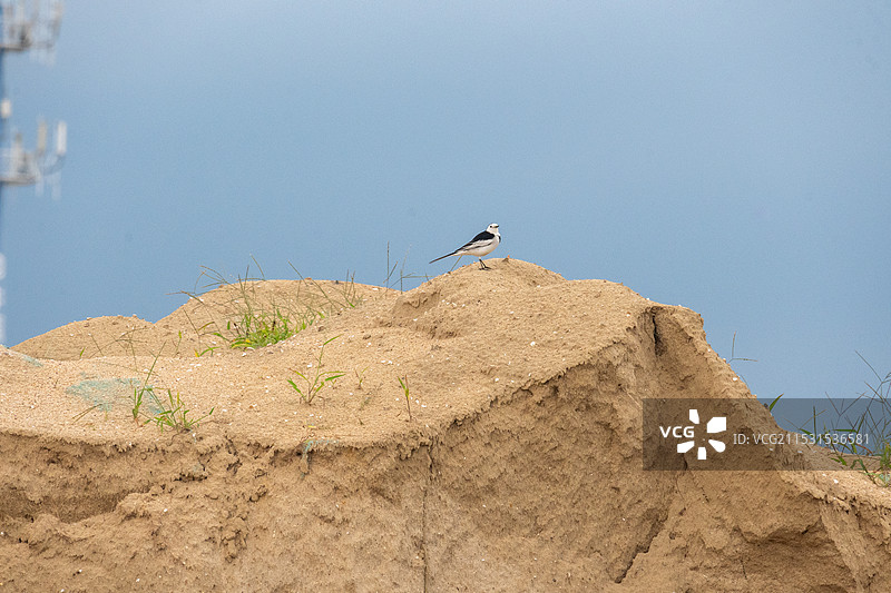 沙堆上的白鹡鸰图片素材