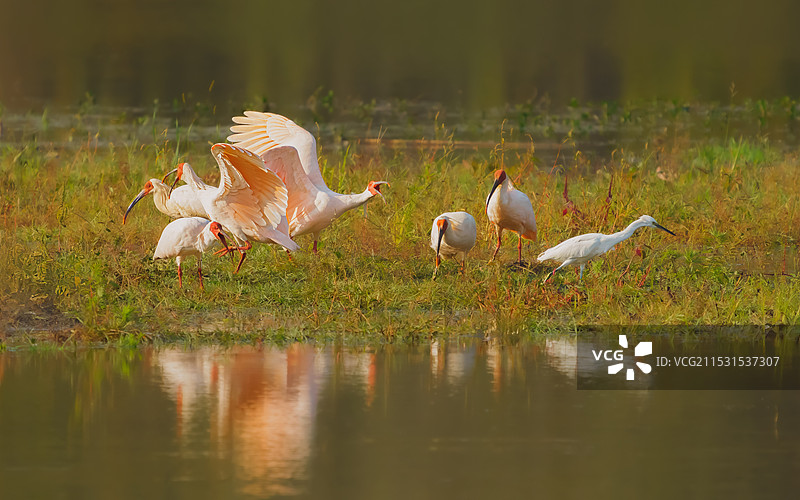 朱鹮的食斗图片素材