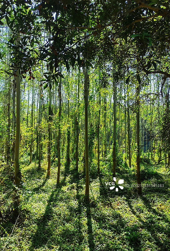 桉树林图片素材
