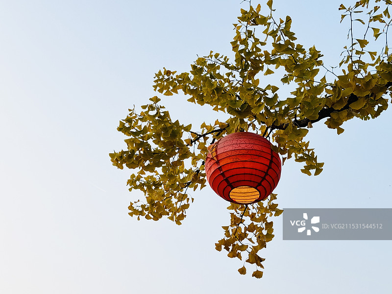 银杏树上的红灯笼图片素材