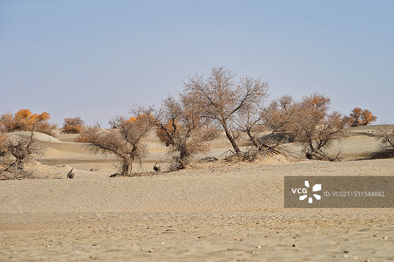 新疆塔克拉玛干沙漠沙海胡杨图片素材