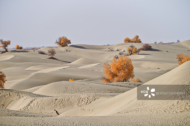新疆塔克拉玛干沙漠沙海胡杨图片素材