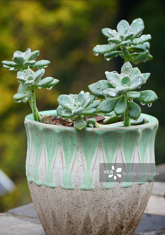 雨后多肉图片素材