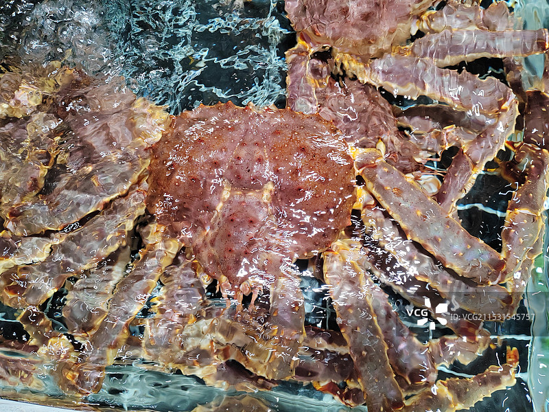 水中的帝王蟹图片素材