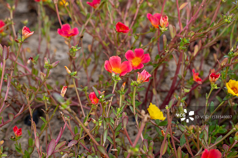 红色开花植物特写镜头图片素材