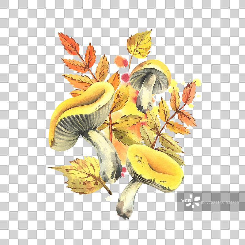 秋天的山楂树和白桦树叶，橙色和棕色的图片素材