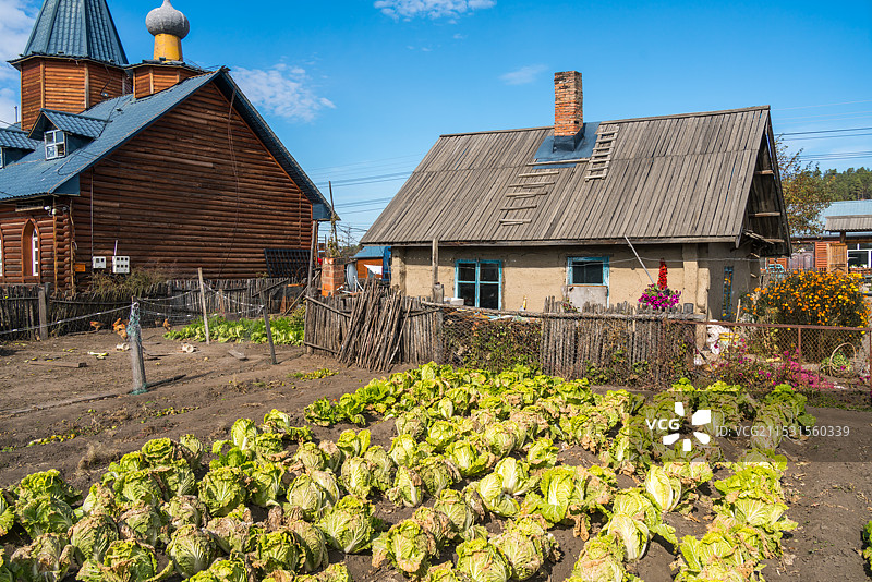 北红村俄式民居与白菜地图片素材