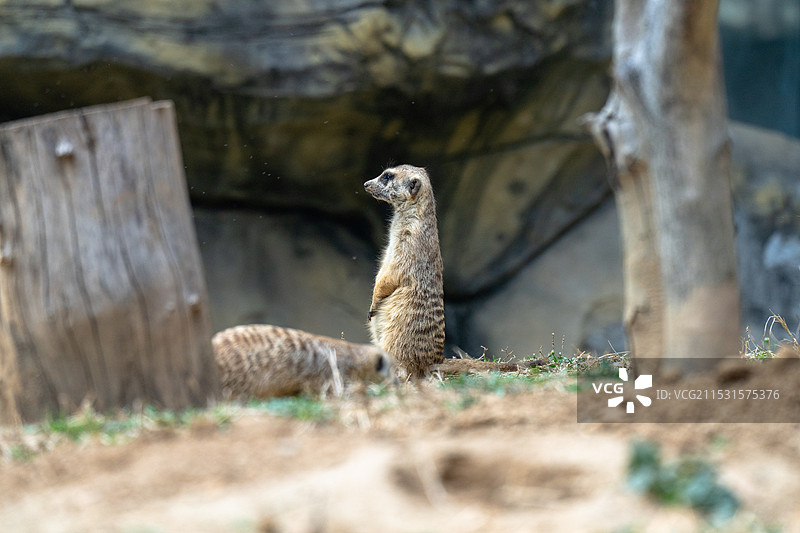 细尾獴的特写镜头图片素材