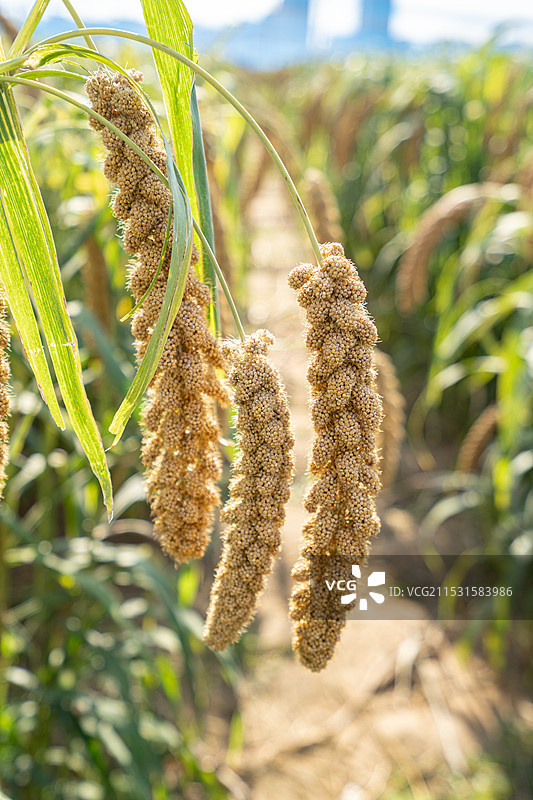 逆光下成熟的谷子小米穗特写图片素材