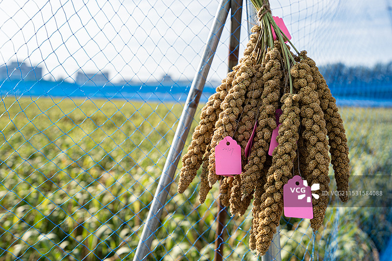 铁丝网上晾晒的挂有标签牌的谷子小米穗图片素材