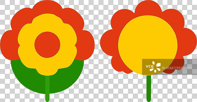 白色背景上的红色和黄色郁金香图片素材