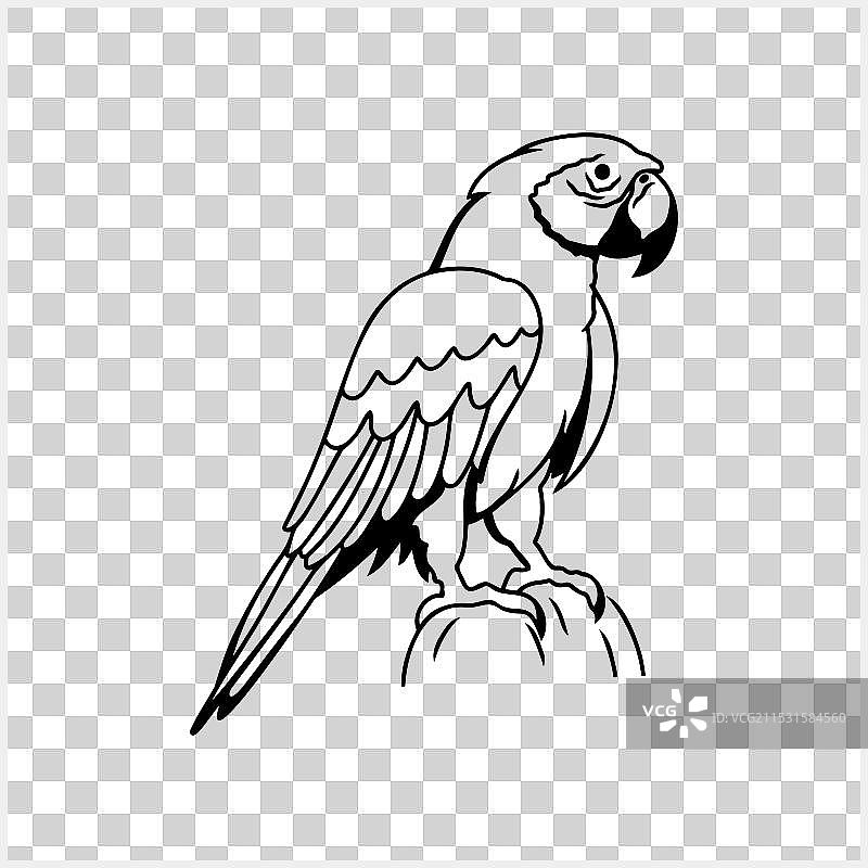 黑白涂色页动物鹦鹉图标图片素材