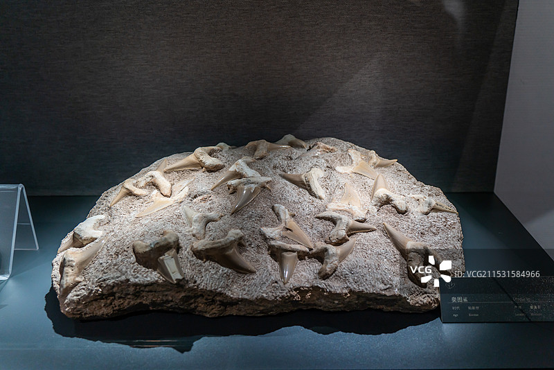 奥图鲨   始新世   北京中国地质博物馆图片素材