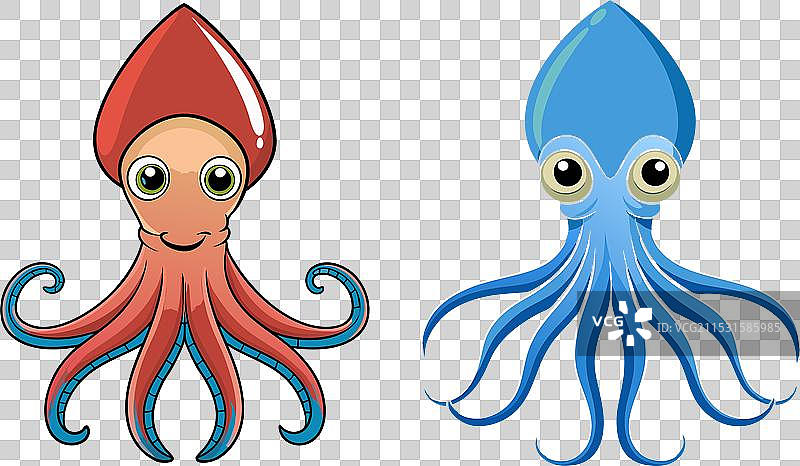 新鲜鱿鱼孤立在白色背景上图片素材