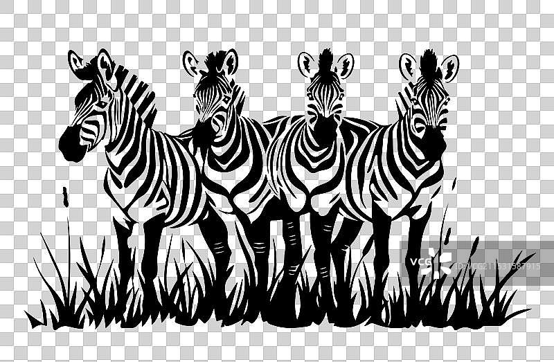 黑白相间的斑马图片素材