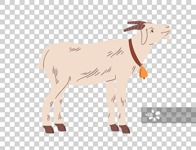 侧面站立的山羊，佩戴铃铛项圈，长角图片素材