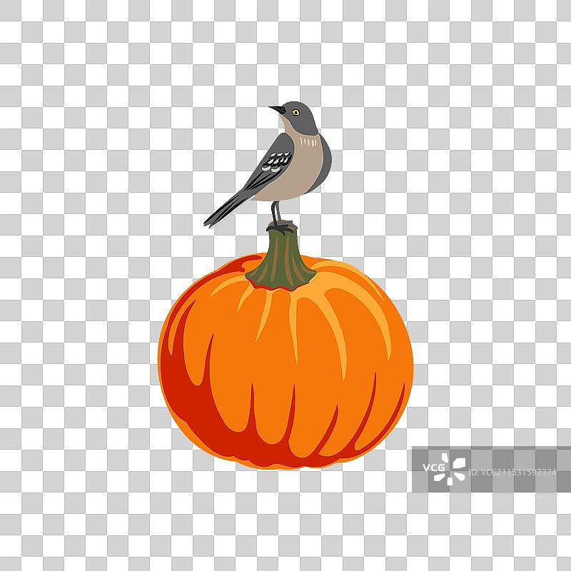 绘制橙色南瓜的蔬菜插图图片素材