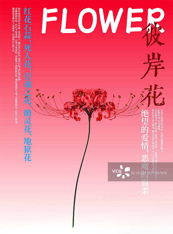 3D花卉红花石蒜彼岸花设计海报图片素材
