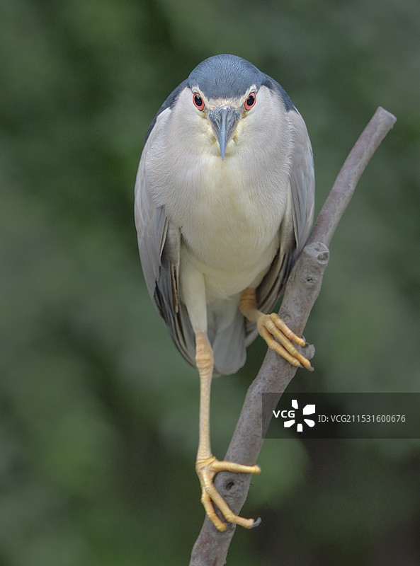 专注(夜鹭)图片素材