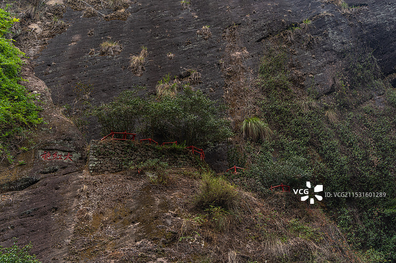 武夷山大红袍母树图片素材