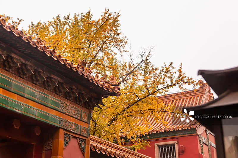 故宫延禧宫的银杏图片素材