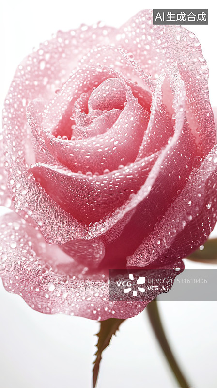【AI数字艺术】挂满露珠的玫瑰花壁纸特写图片素材