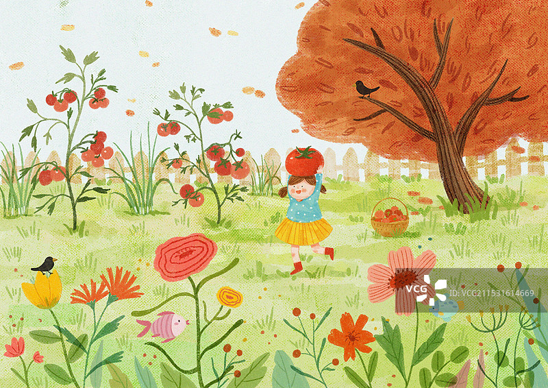 在花园里摘番茄的小女孩图片素材