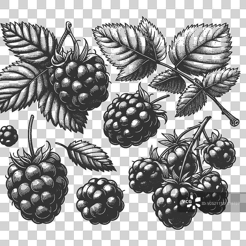 黑莓与叶子的雕刻素描图片素材