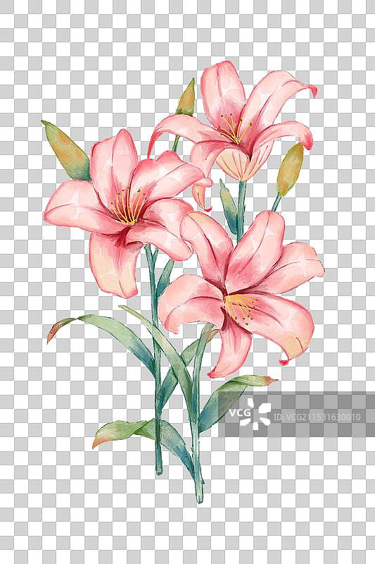 水彩手绘免抠粉色百合花图片素材