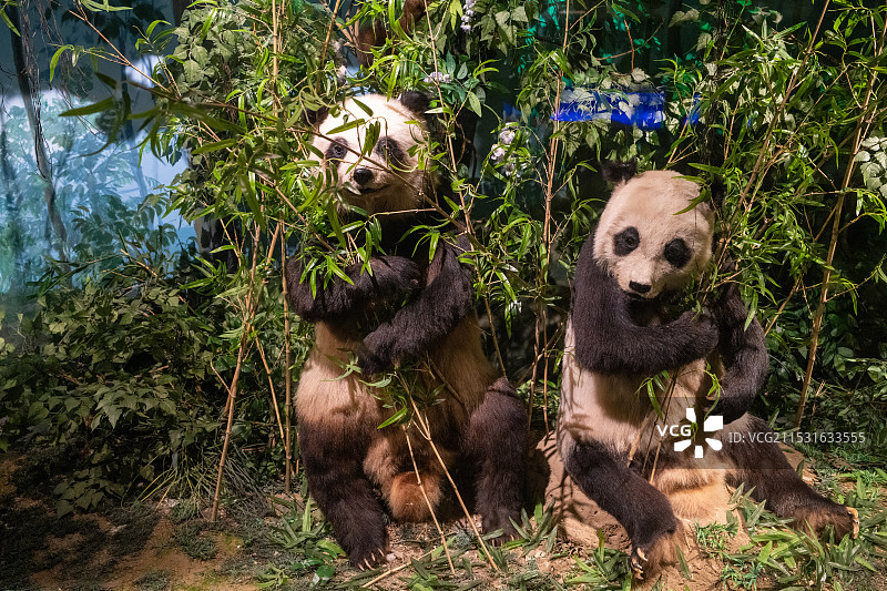 国家动物博物馆里的动物标本图片素材