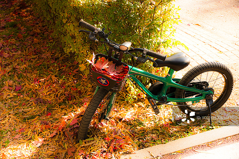 小朋友把秋天红叶枫叶收集到自行车车筐图片素材