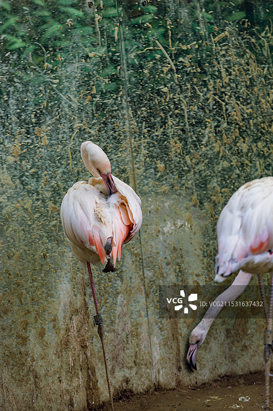 火烈鸟图片素材