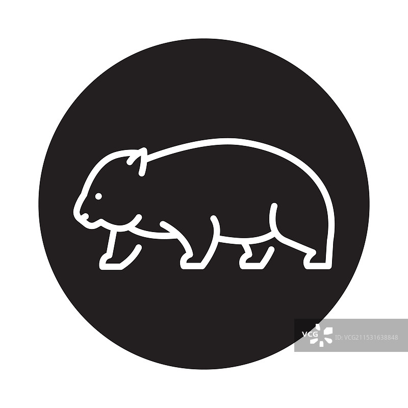 澳大利亚毛鼻袋熊黑线动物图片素材