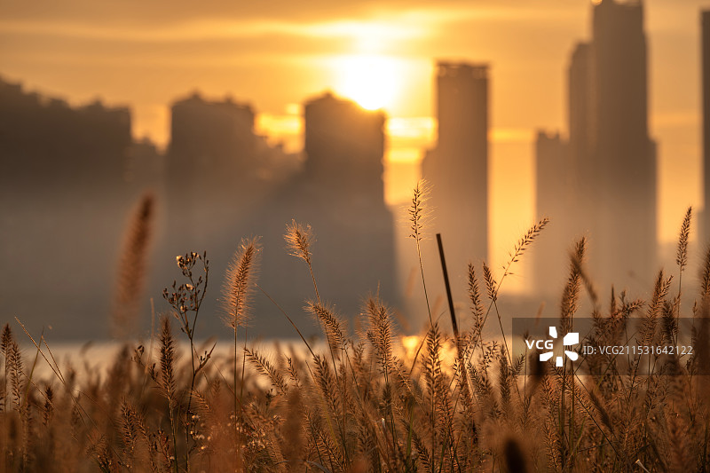 秋日狗尾巴草图片素材