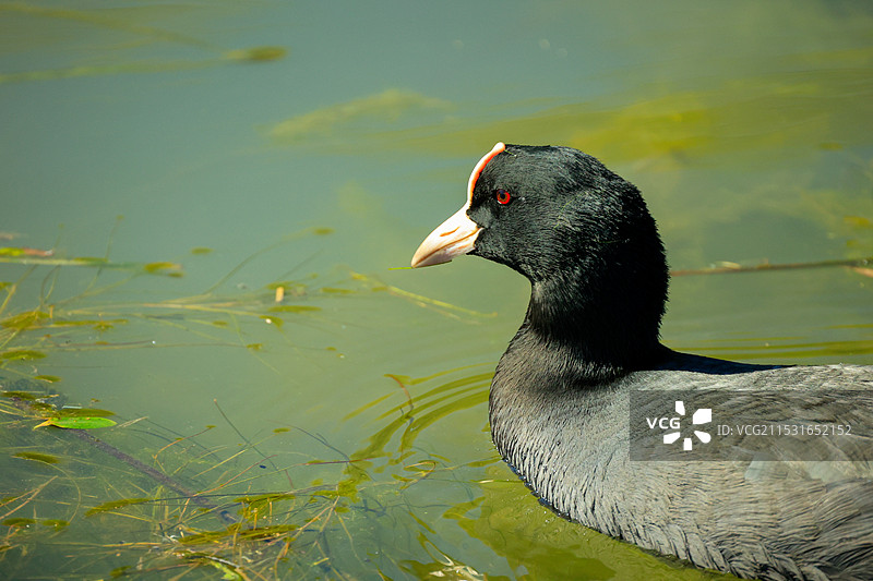 白骨顶鸡图片素材