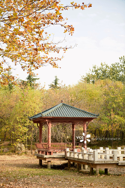 深秋时节·郑州古树苑图片素材