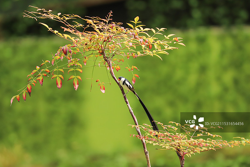 针尾维达雀——摄于山东省潍坊市图片素材