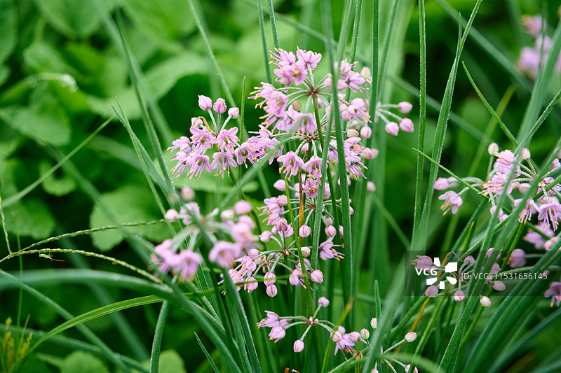 薤白花图片素材
