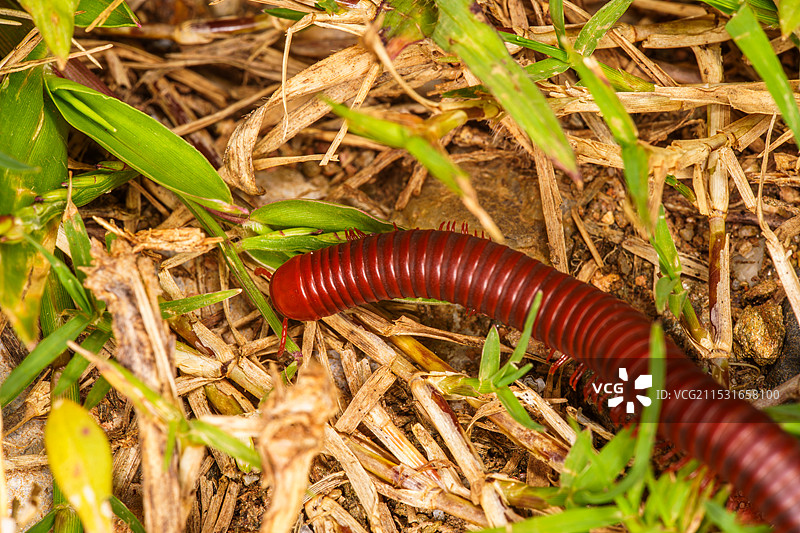 红棕色马陆在草丛中爬行图片素材