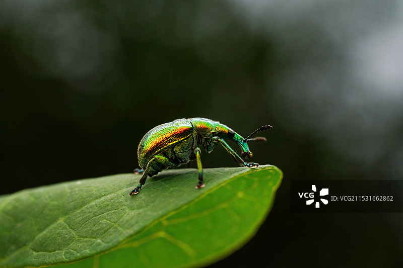 小象鼻虫图片素材