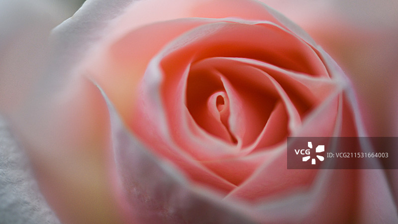 一朵粉色玫瑰花瓣的特写镜头图片素材