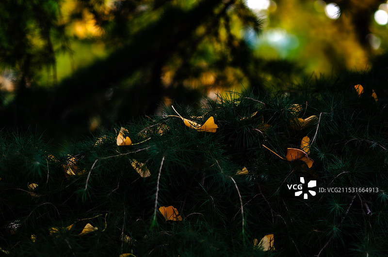 秋天落在松树上的银杏叶图片素材